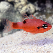 Red Cardinal